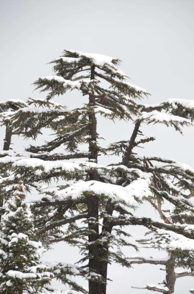 25 santim kar yağdığını duyan Konya yoluna akın etti 27